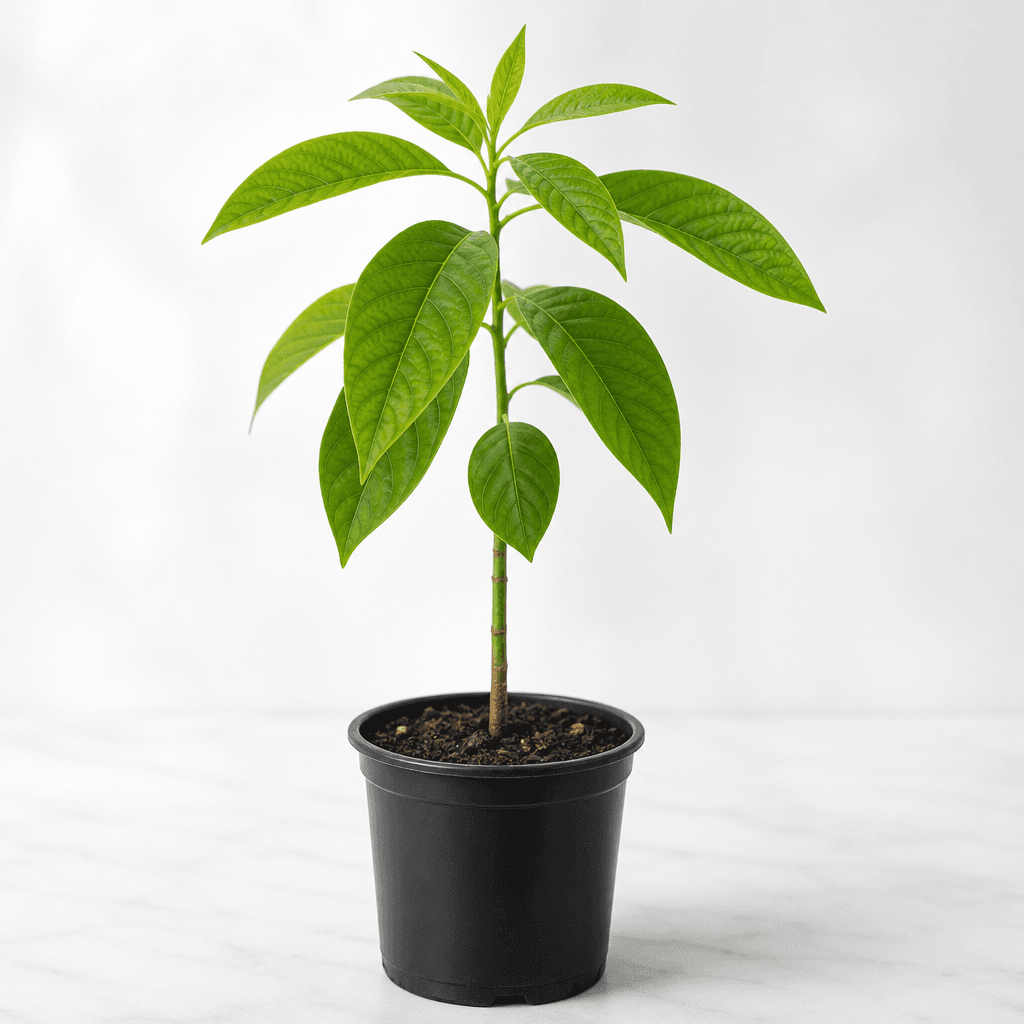 Fruit Seedlings