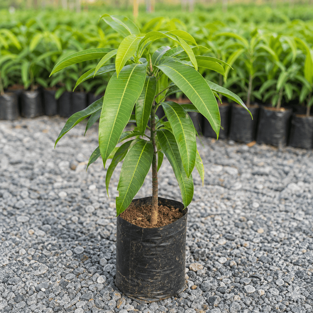 Mango Seedling