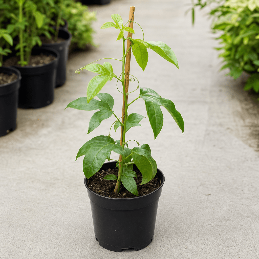 Passion Fruit Seedling
