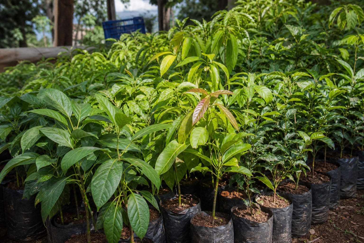 Fruit Seedlings
